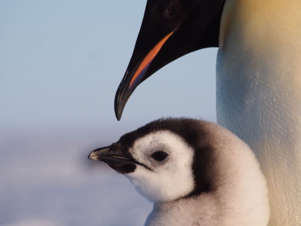 Você está visualizando atualmente Zoo comemora nascimento de 11 pinguins ameaçados de extinção