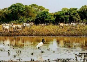 Leia mais sobre o artigo Assembleia Legislativa promove nova visita ao Pantanal