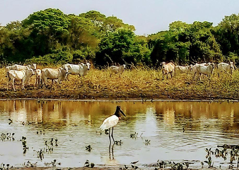 Você está visualizando atualmente Assembleia Legislativa promove nova visita ao Pantanal