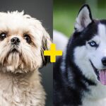 Conheça Mel, cachorrinha mistura de shih-tzu com husky siberiano