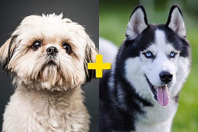 Você está visualizando atualmente Conheça Mel, cachorrinha mistura de shih-tzu com husky siberiano