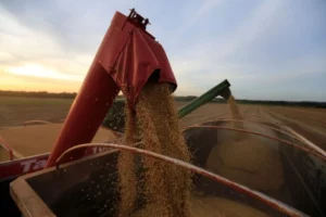 Leia mais sobre o artigo Exportação de farelo de soja do Brasil caminha para recorde em julho