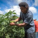 Governo promove agricultura familiar com apoio a quilombolas, indígenas e mulheres