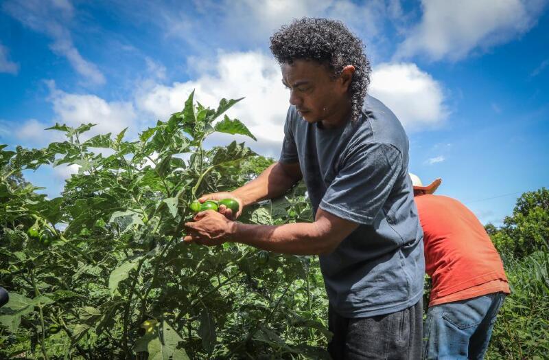 Você está visualizando atualmente Governo promove agricultura familiar com apoio a quilombolas, indígenas e mulheres