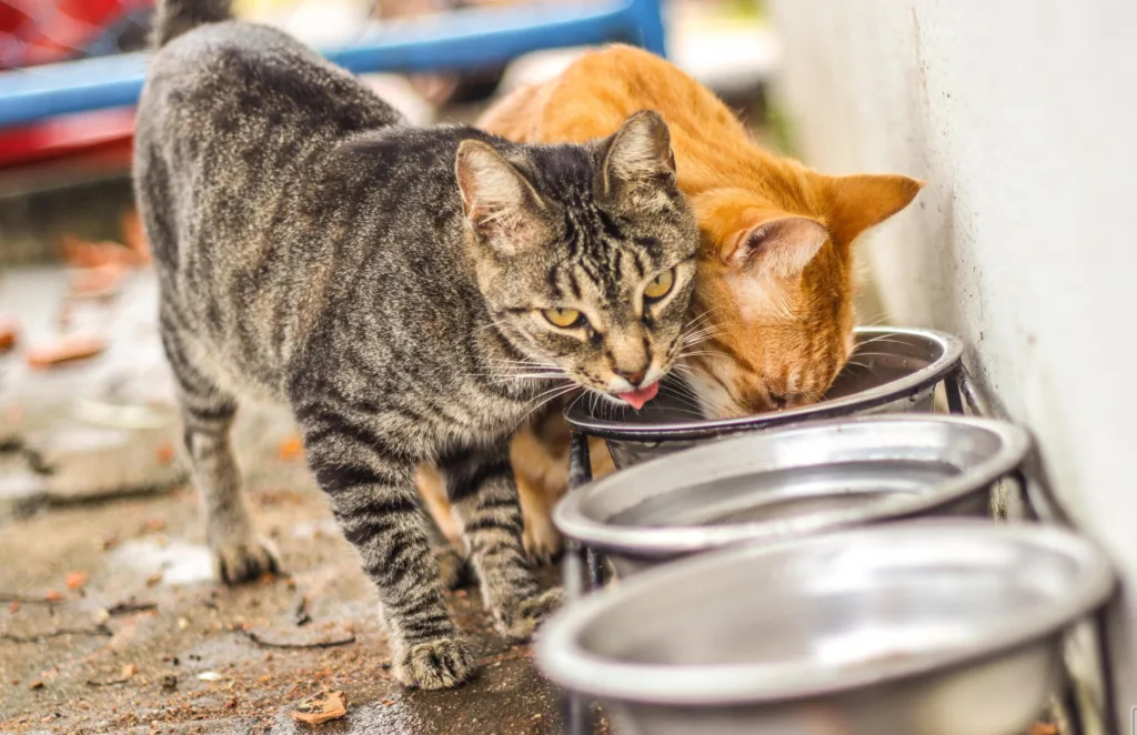 Você está visualizando atualmente CUIDADOS COM OS PETS: Saiba como manter cães e gatos hidratados no clima seco