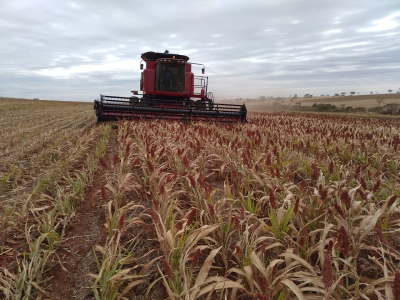 Você está visualizando atualmente Brasil quer iniciar exportação do sorgo para China, diz Abrarmilho