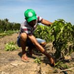 Fórum internacional debate o papel do agro na segurança alimentar