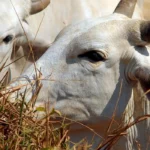 Mato Grosso inclui boi bombeiro em lei sobre áreas de proteção