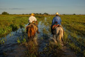 Leia mais sobre o artigo Programa Fazenda Pantaneira Sustentável irá expandir atendimentos a produtores