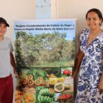 Programa REM MT fortalece cadeia do pequi no norte de Mato Grosso