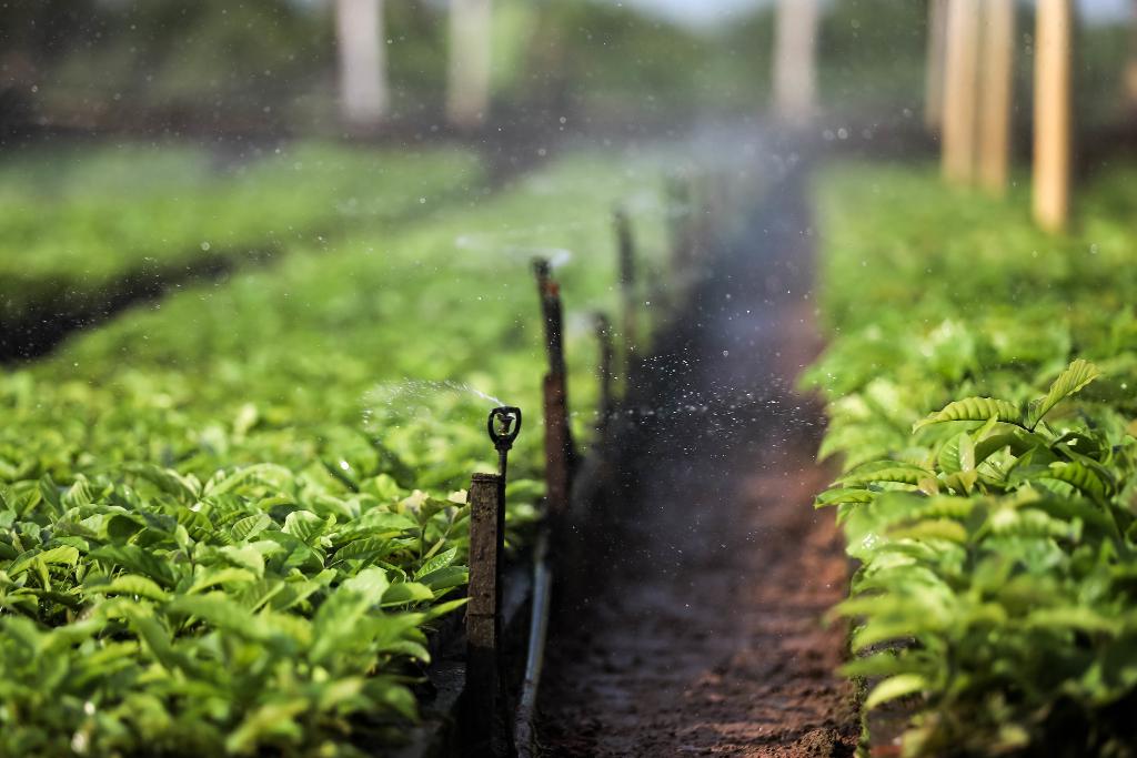 Você está visualizando atualmente Termina o Vazio Sanitário e plantio de soja está liberado a partir de sábado