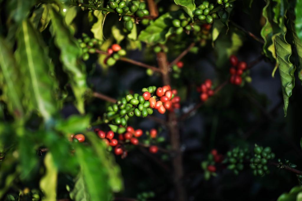 Você está visualizando atualmente Brasil exporta recorde de 4,9 milhões de sacas em outubro, segundo Cecafé