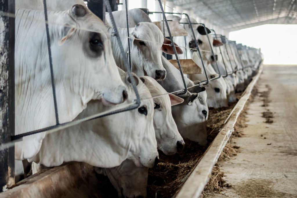 Você está visualizando atualmente Exportação brasileira de carne bovina registra recorde em outubro, aponta Abiec