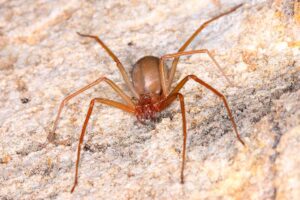 Leia mais sobre o artigo Gel de veneno de aranha causa ereção e rejuvenescimento é desenvolvido na UFMG