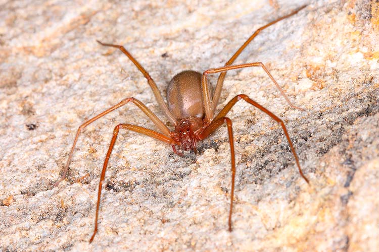 Você está visualizando atualmente Gel de veneno de aranha causa ereção e rejuvenescimento é desenvolvido na UFMG