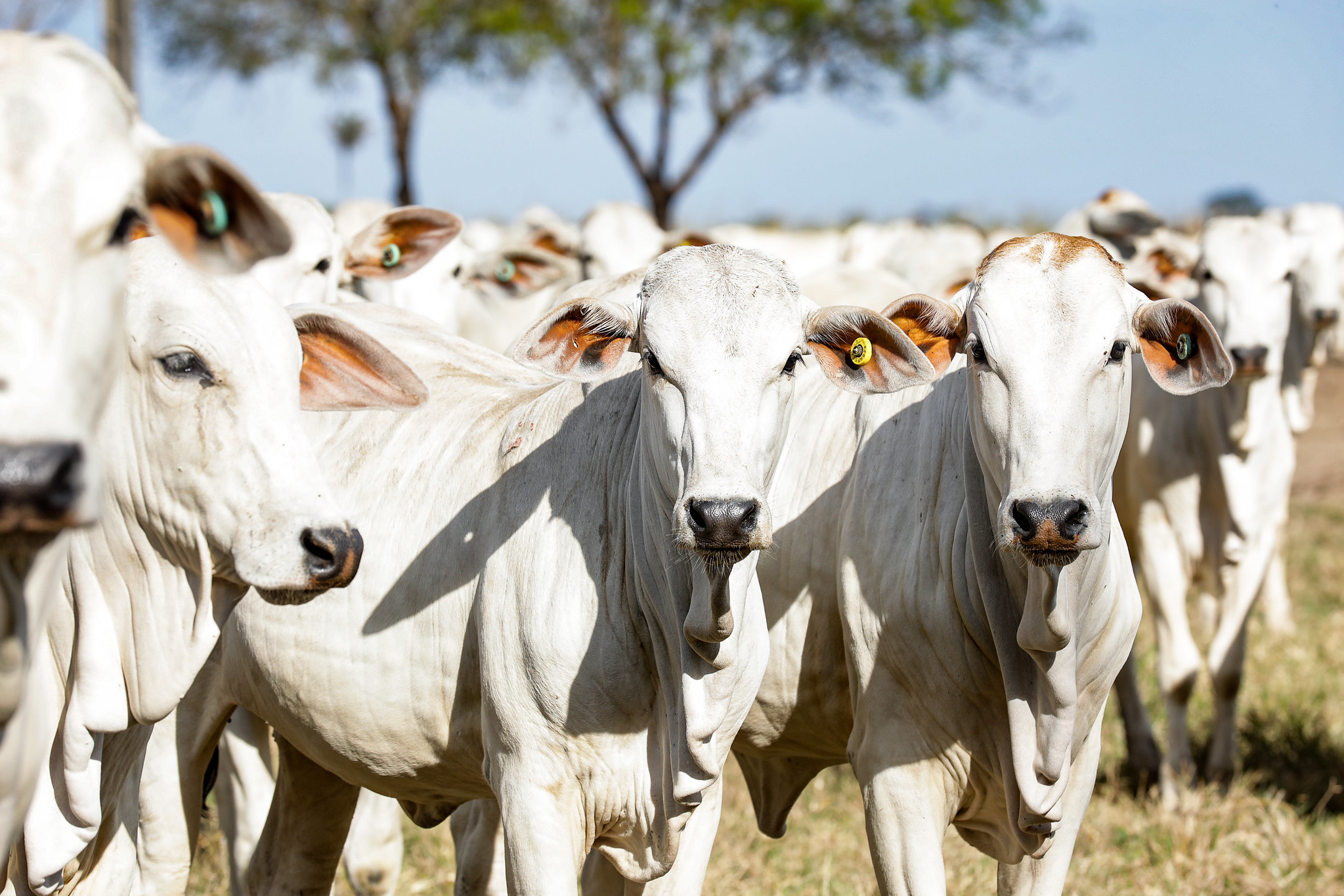 No momento, você está visualizando Mato Grosso realiza 7º Fórum Estadual de Vigilância para a Febre Aftosa