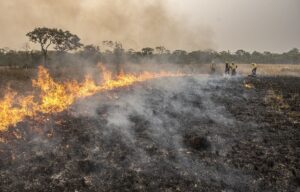 Leia mais sobre o artigo Produtores fecham acordo de R$ 2,2 milhões para compensar desmatamento ilegal e queimadas