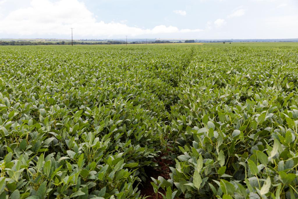 No momento, você está visualizando Agro: plantio da soja chega a 98,9% no Brasil