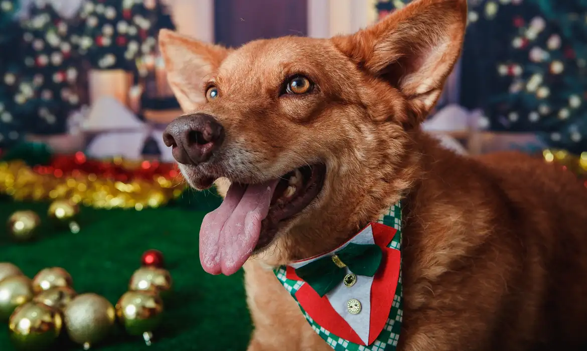 No momento, você está visualizando Animais domésticos terão direito a RG com cadastro nacional