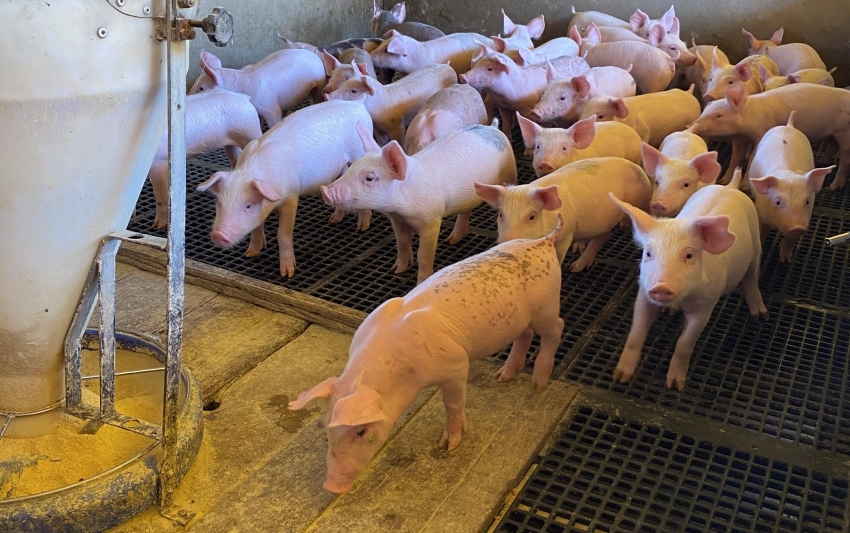 No momento, você está visualizando Cuiabá recebe 1º Seminário da Suinocultura de Mato Grosso nesta terça-feira (3)