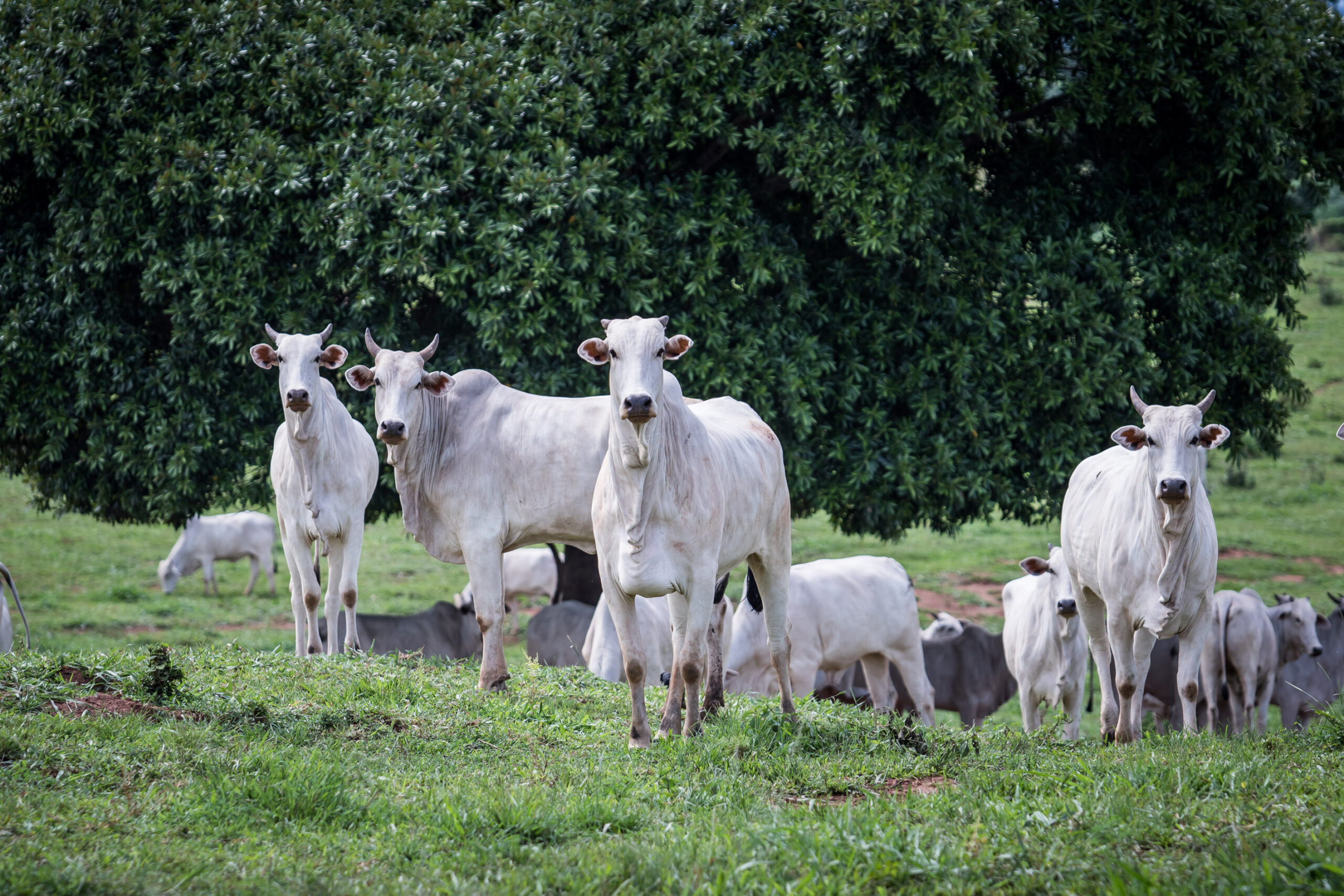 No momento, você está visualizando Fazenda Nota 10 de MT cresce oito vezes a sua renda por hectare