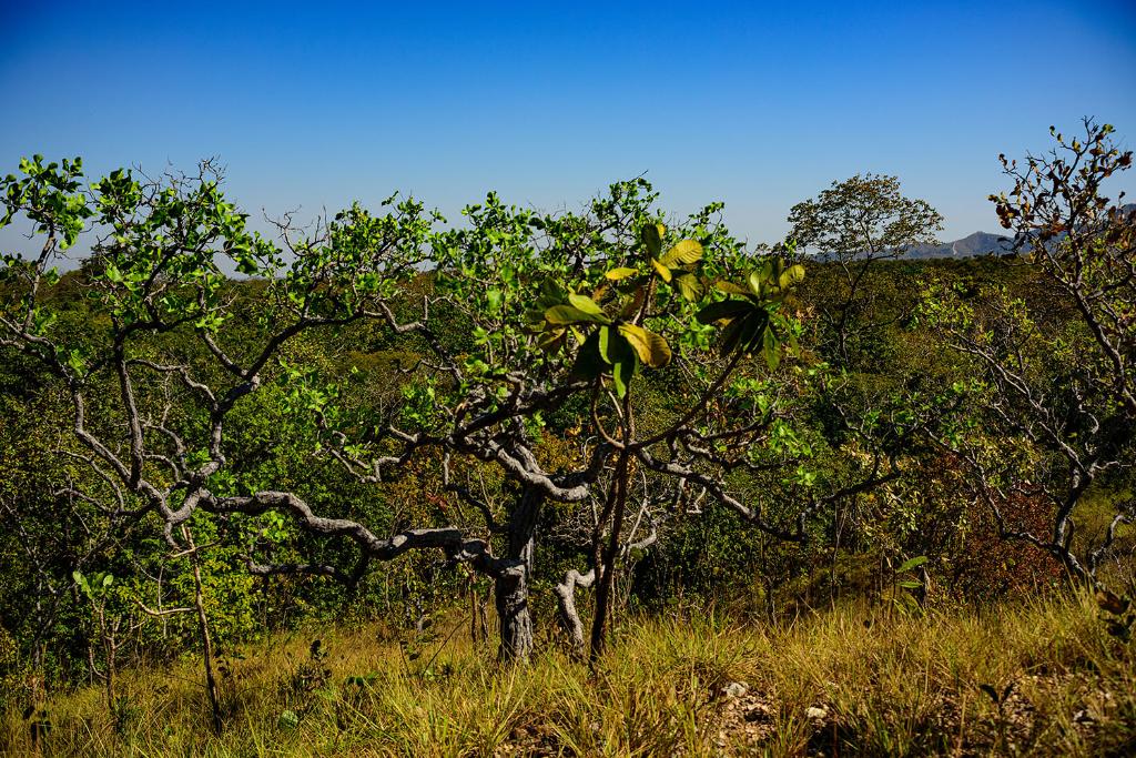 No momento, você está visualizando ALMT aprova redução de reserva legal no Cerrado