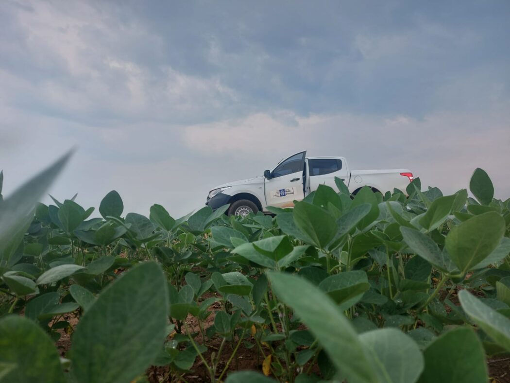 No momento, você está visualizando Prazo para plantio de soja em Mato Grosso termina no dia 07 de janeiro