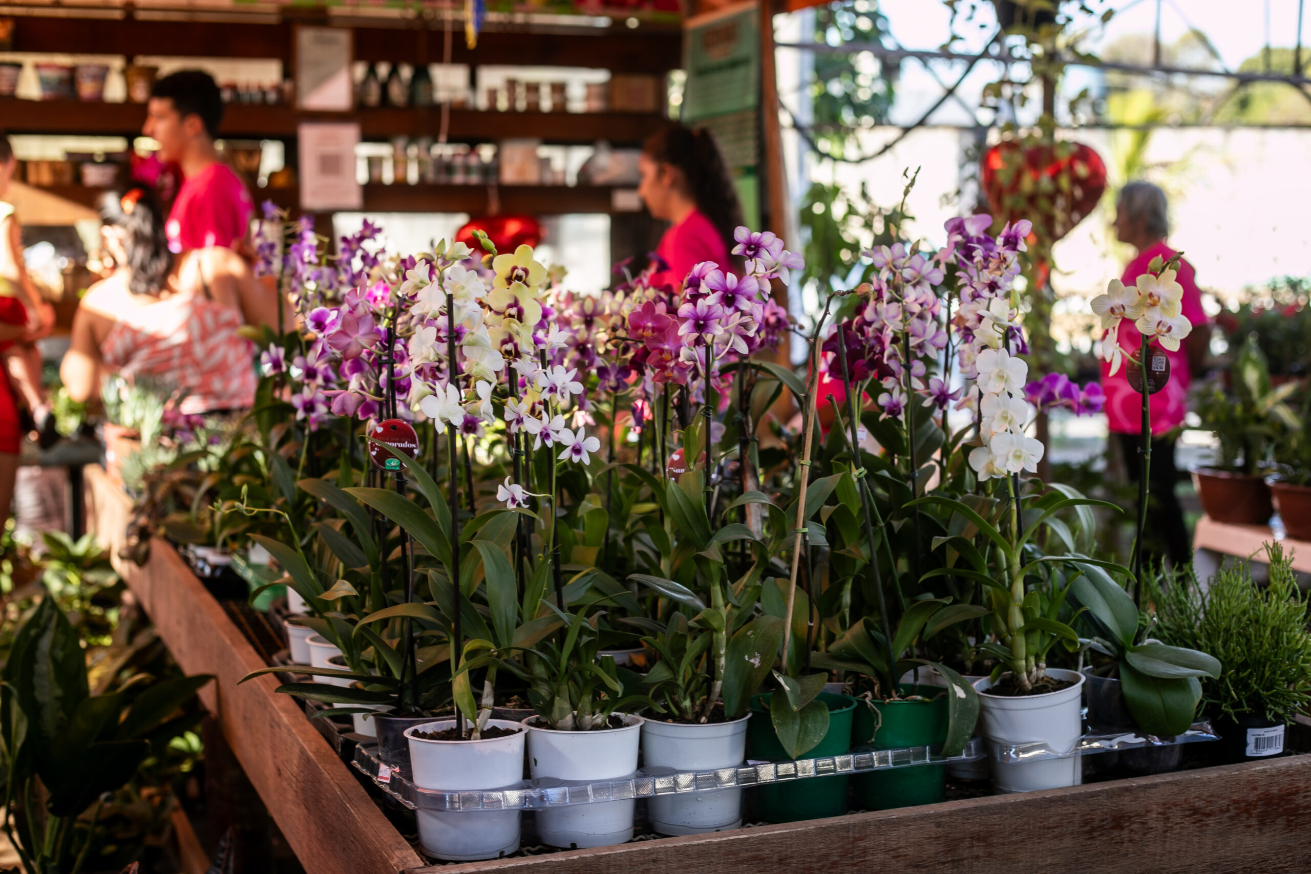 No momento, você está visualizando Prefeitura promove 22ª edição da Feira de Orquídeas de Cuiabá no Shopping Orla