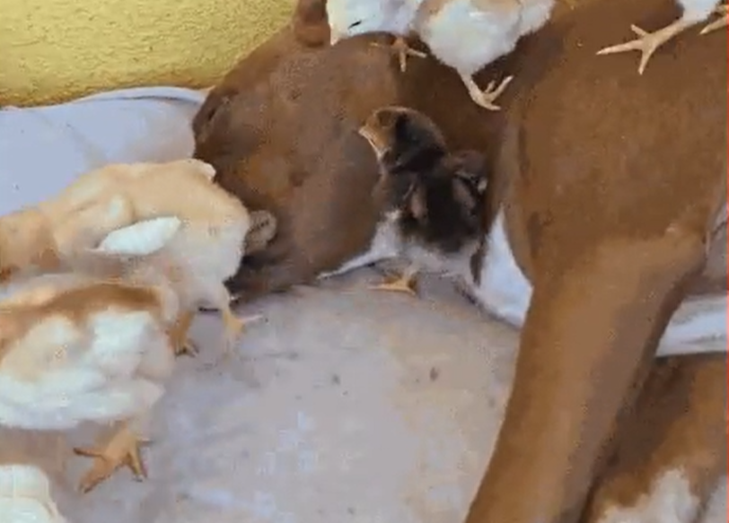 No momento, você está visualizando Pitbull ‘adota e vira mãe’ de pintinhos em fazenda de MT