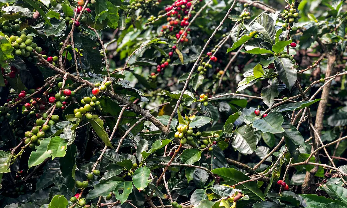 No momento, você está visualizando O preço do café vai diminuir? Ciência e Economia explicam