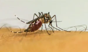 Leia mais sobre o artigo Brasil ultrapassa 1 milhão de casos prováveis de dengue em 2025