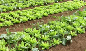 Leia mais sobre o artigo CONAB: preço da batata e da alface caiu em março