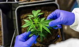 Leia mais sobre o artigo Cultivo de cannabis medicinal pelo agronegócio é destaque em congresso