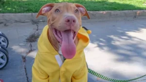 Leia mais sobre o artigo Frente fria exige cuidados com os animais; como proteger seu pet