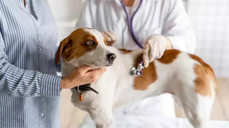 No momento, você está visualizando Plano de saúde para pets; especialista explica os benefícios