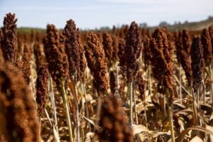 Leia mais sobre o artigo Produção de etanol, a partir do sorgo, ganha força no Brasil