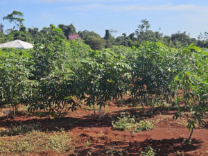 Leia mais sobre o artigo Governo de MT investe em pesquisa com mandioca para fortalecer a agricultura familiar