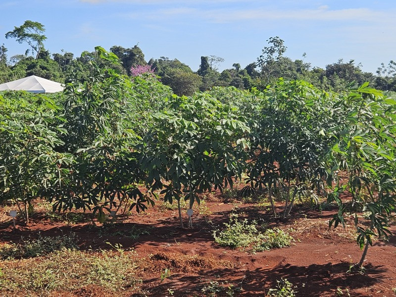 No momento, você está visualizando Governo de MT investe em pesquisa com mandioca para fortalecer a agricultura familiar
