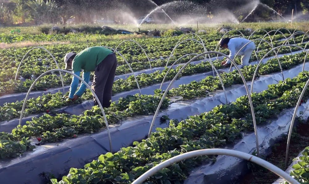 No momento, você está visualizando Governo lança Plano Safra com foco em pequenos produtores