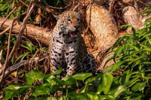 Leia mais sobre o artigo Pantanal será destino de safari em projeto com parceria da National Geographic