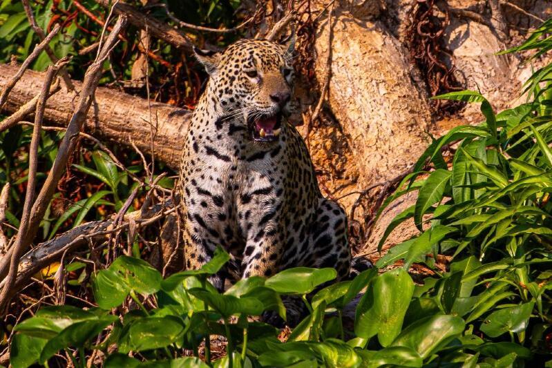 No momento, você está visualizando Pantanal será destino de safari em projeto com parceria da National Geographic