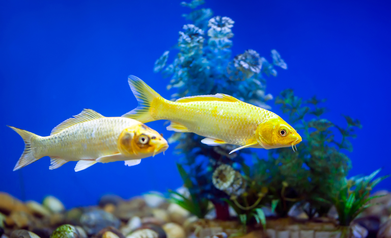 No momento, você está visualizando Peixe Ornamental Também É Agro e Brasil Abre Esse Mercado no Uruguai