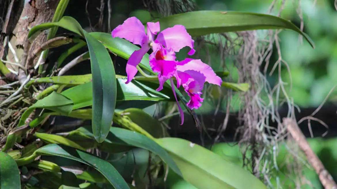 No momento, você está visualizando Várzea Grande realiza 1º Festival de Flores e Plantas com abertura especial no Dia dos Namorados