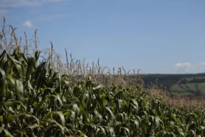 Leia mais sobre o artigo Produtividade do milho safrinha bate recorde em Mato Grosso