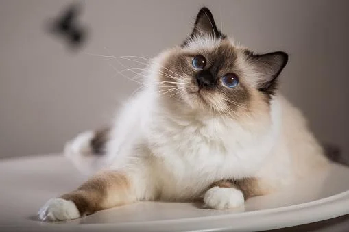 No momento, você está visualizando Quais raças de gatos vivem por mais tempo, segundo a ciência