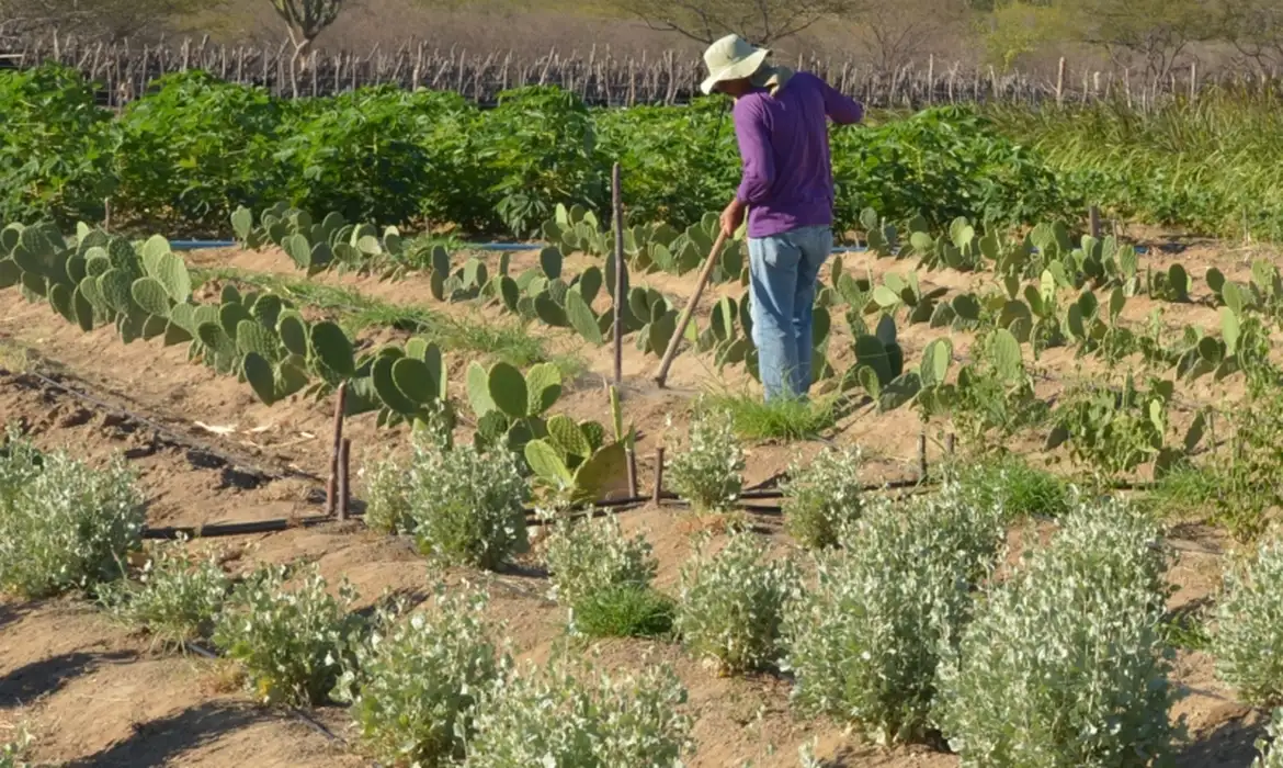 No momento, você está visualizando Rendimento de trabalhador rural sobe 5,5% no 1º trimestre