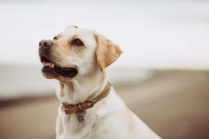 Leia mais sobre o artigo Adolescência dos cães; como lidar com mudanças de comportamento do seu pet
