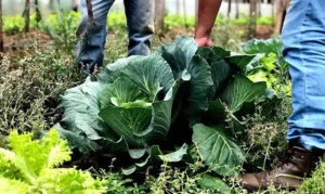 Leia mais sobre o artigo Agricultura familiar receberá R$ 60 milhões para produção de bioinsumos