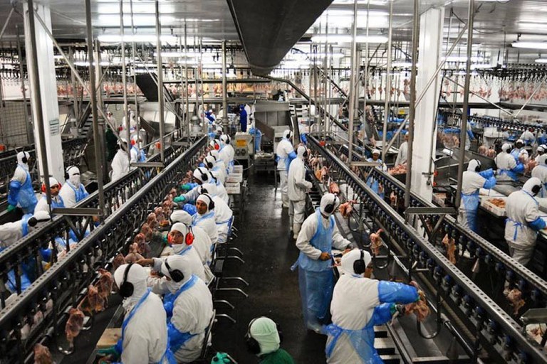 No momento, você está visualizando Avicultura brasileira exportou mais de R$ 29,7 bilhões em 2025