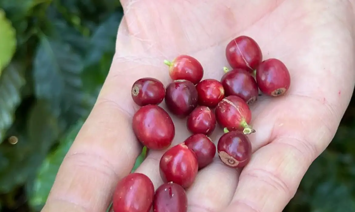 No momento, você está visualizando China habilita 183 empresas brasileiras a exportar café para o país
